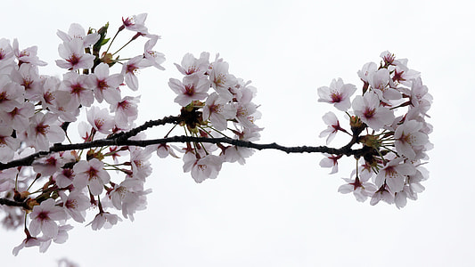 white flowers with stems thumbnail