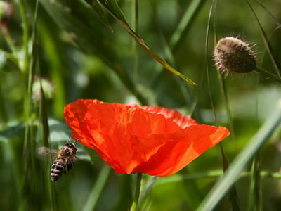 honeybee hovering beside red poppy flower thumbnail