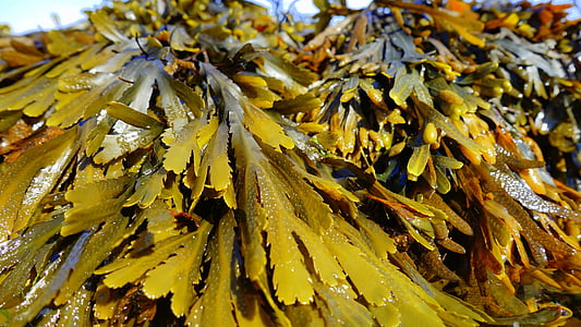 green leaves thumbnail