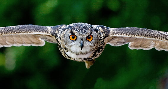 owl spreading it wings over green foliage trees thumbnail