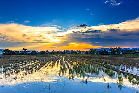 rice field during sunset thumbnail
