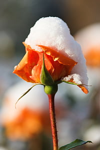orange rose covered with snow close up photo thumbnail
