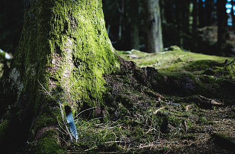 green tree thumbnail