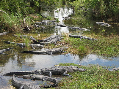 crocodiles on body of water thumbnail