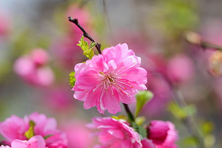 pink cherry blossoms selective-focus photography thumbnail