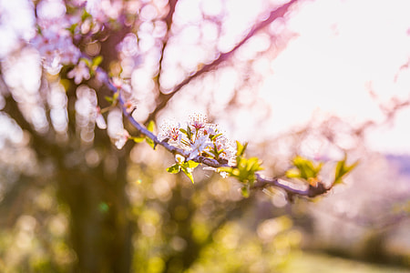 selective focus photography of pink flower thumbnail