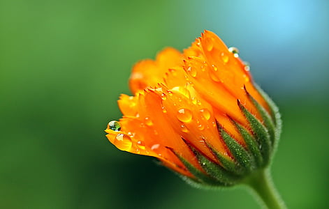 selective focus of orange flower bud with dewdrops thumbnail