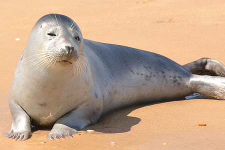 gray seal on brown sand thumbnail