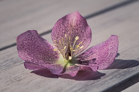 purple Christmas rose flower on gray wooden surface thumbnail