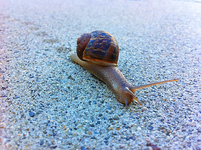 Grapevine Snail, Roman Snail thumbnail