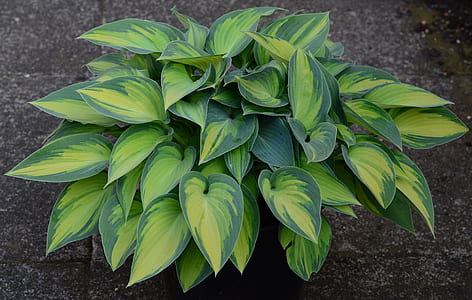 green leafed plant thumbnail