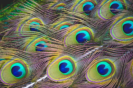 peacock feather digital wallpaper thumbnail