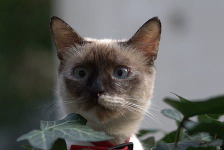 Siamese cat near plant thumbnail