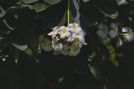 White and Yellow Flowers Photography thumbnail