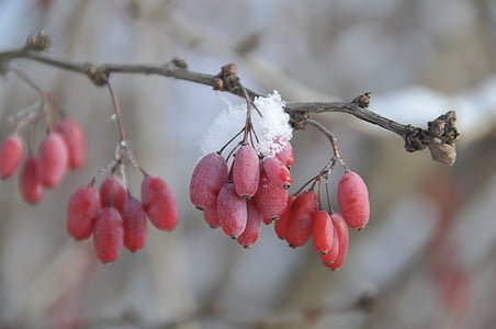 focus photography of red fruit thumbnail