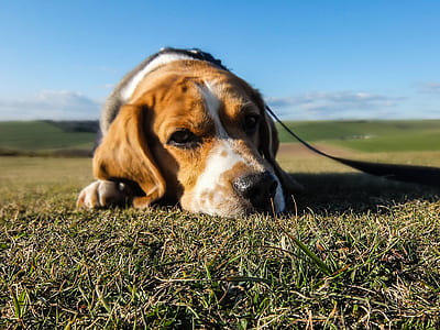 animal, dog, pet, cute thumbnail