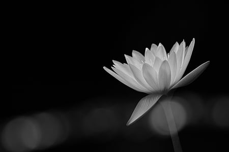 bokeh photography of white petaled flower thumbnail