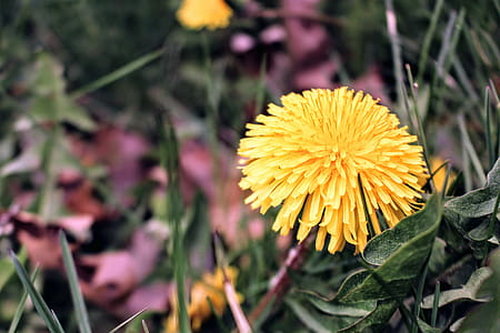Yellow Clustered Petal Flower thumbnail