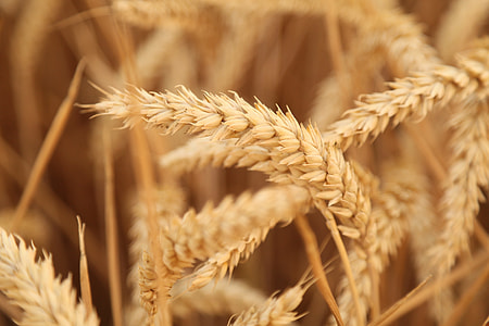 macro photo of wheat thumbnail