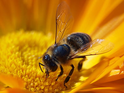 black bee sucking flower thumbnail