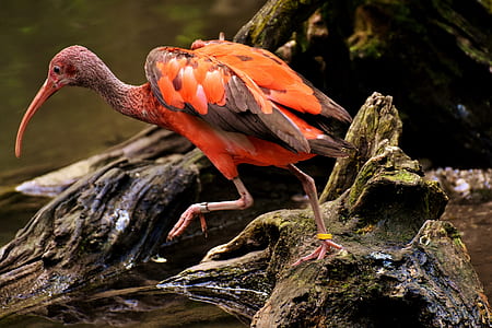 black and orange long-beak bird near body of water during daytime thumbnail