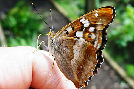 closeup photography of brown butterfly on human finger thumbnail