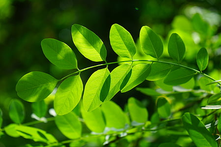 green leaves thumbnail