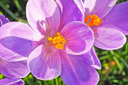selective focus photography purple petaled flower thumbnail