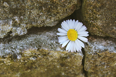 white petaled flower on rock thumbnail