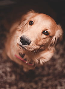 adult golden retriever thumbnail
