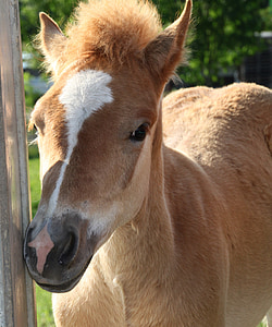 closeup photo of brown and white horse thumbnail