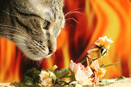 cat, peaceful, relax, eye, mustache, nose thumbnail