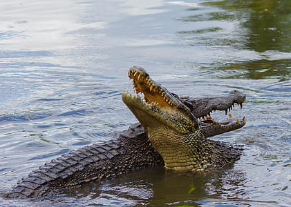 two crocodile on body of water thumbnail