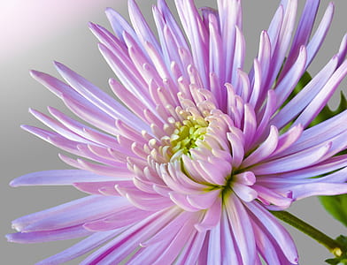 close-up photo purple petaled flower thumbnail