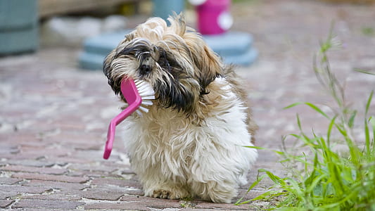 animal, brush, dog, pet thumbnail