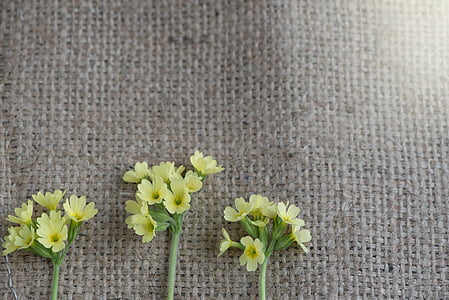 bloomed yellow petaled flowers thumbnail