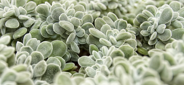 macro photography of green jade plant lot thumbnail