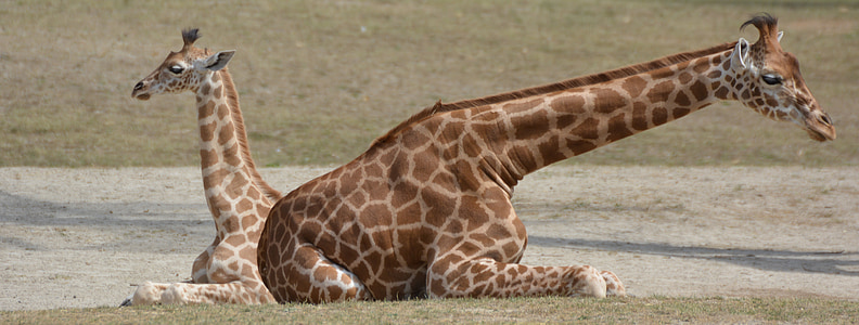 two brown giraffes lying on grass thumbnail