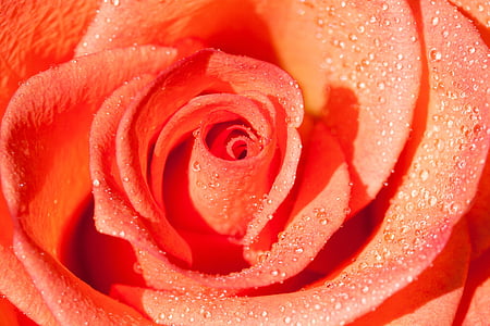 closeup photo of orange petaled rose with water dew thumbnail
