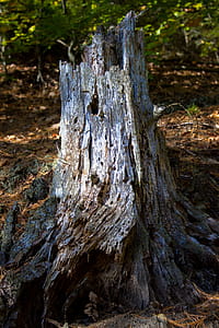 Old rotten tree stump. thumbnail