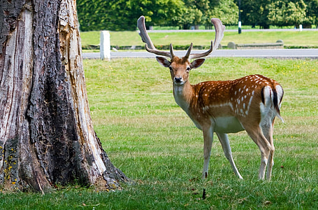 Buck near tree trunk thumbnail