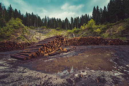 pile of brown logs surrounded with trees thumbnail