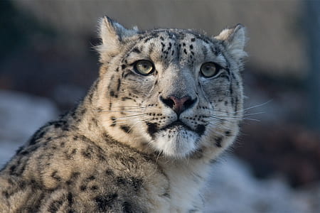 brown and black cheetah thumbnail