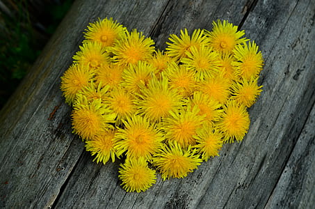 yellow dandelions on gray wooden surface thumbnail