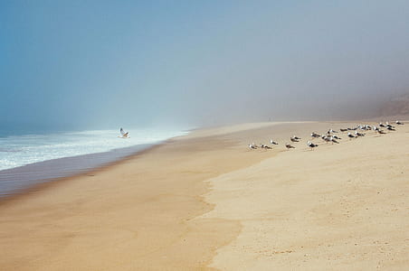 flock of birds at the shore during day thumbnail