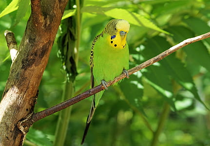 green and yellow parakeet on tree branch thumbnail