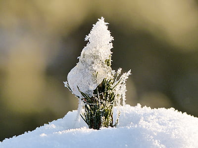 snow covering green snake plant thumbnail