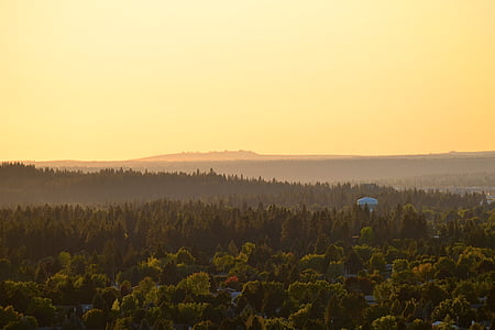 aerial view photography of green trees during daytime thumbnail