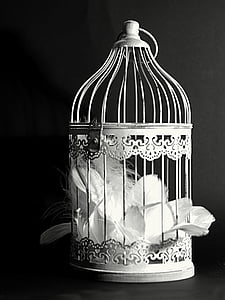 grayscale photography of feather in cage thumbnail