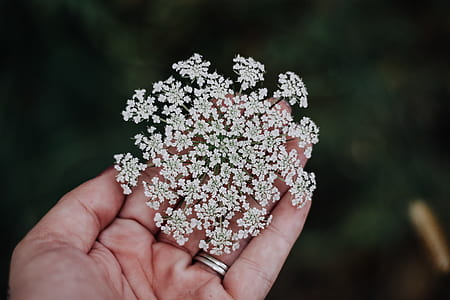 tilt shift lens photography of white flowers thumbnail
